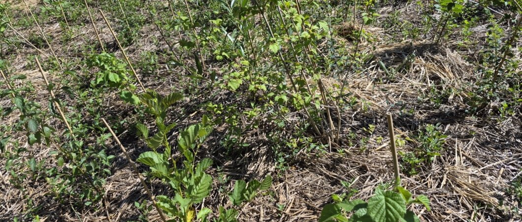 Entretien de la micro-forêt des Cantins le 13 juin